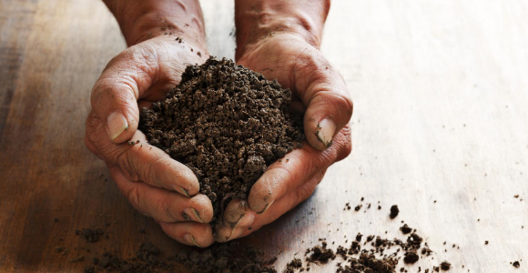 Is your soil healthy? See these top tips for growers