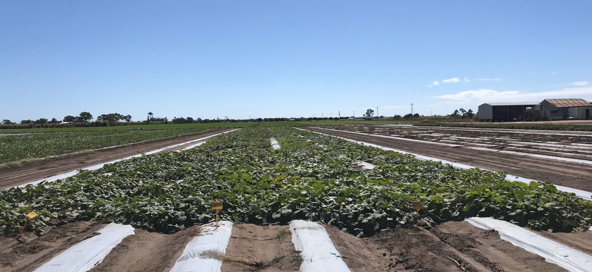 Pathogen Persistence On Leafy Vegetables Ausveg