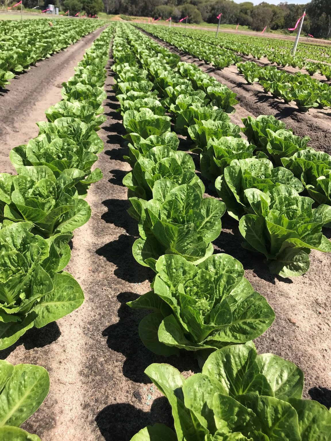 Bianca Jacques reflects on The Loose Leaf Lettuce journey AUSVEG
