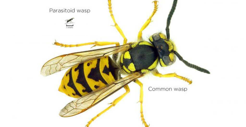 How parasitoid wasps are helping to fight the leafminer battle