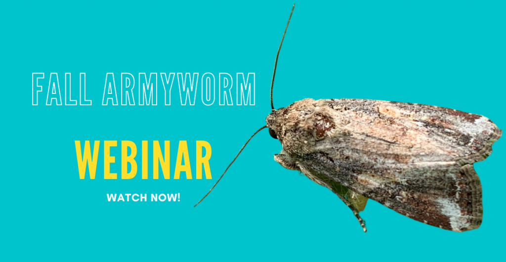 Fall armyworm webinar available to watch on the AUSVEG YouTube channel