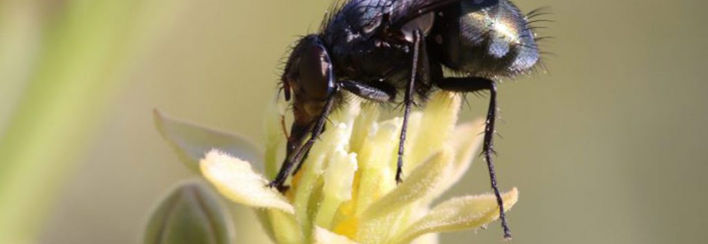 Exploring practical pollination measures for Australian horticulture