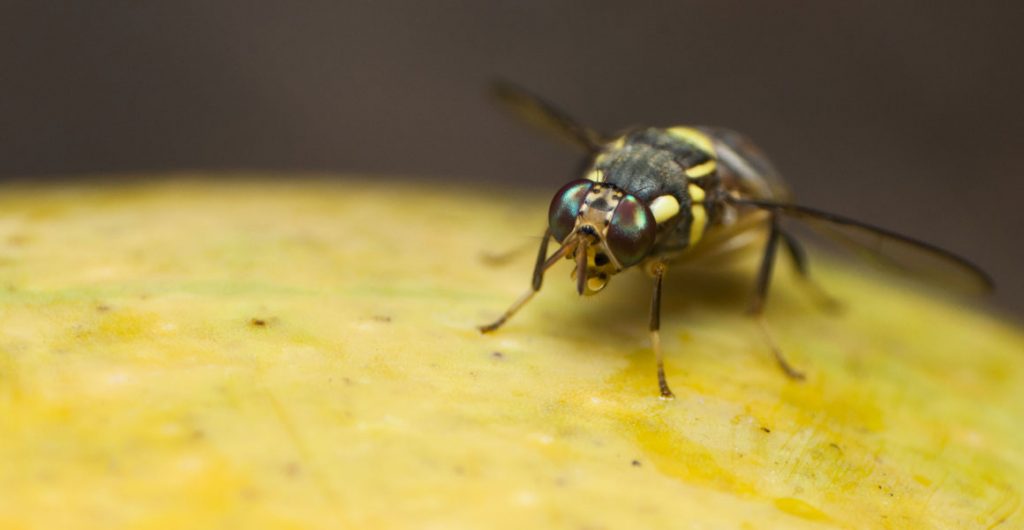 Sterile fruit flies contribute to reduction in QLD fruit fly population