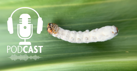 Fall armyworm podcasts launched to help growers