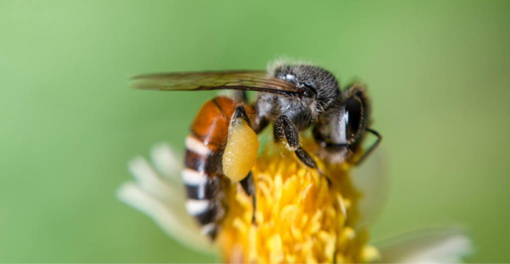 Webinar: Wild pollinators and beneficial insects
