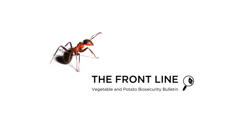 Keep up-to-date with veg industry biosecurity news through The Front Line