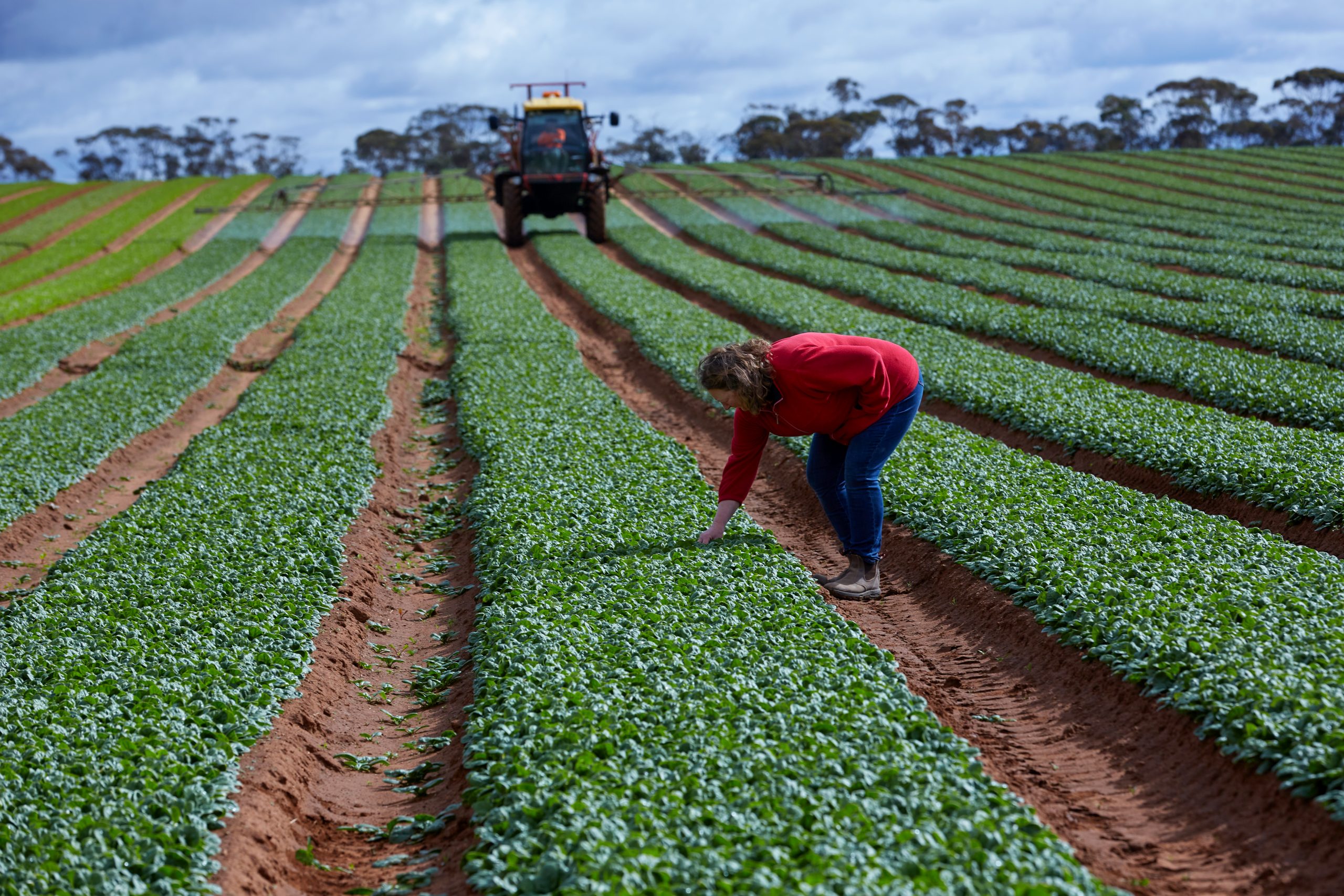 Red Gold  Food Management