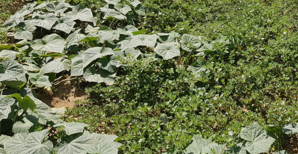 The future of integrated weed management in vegetable farming