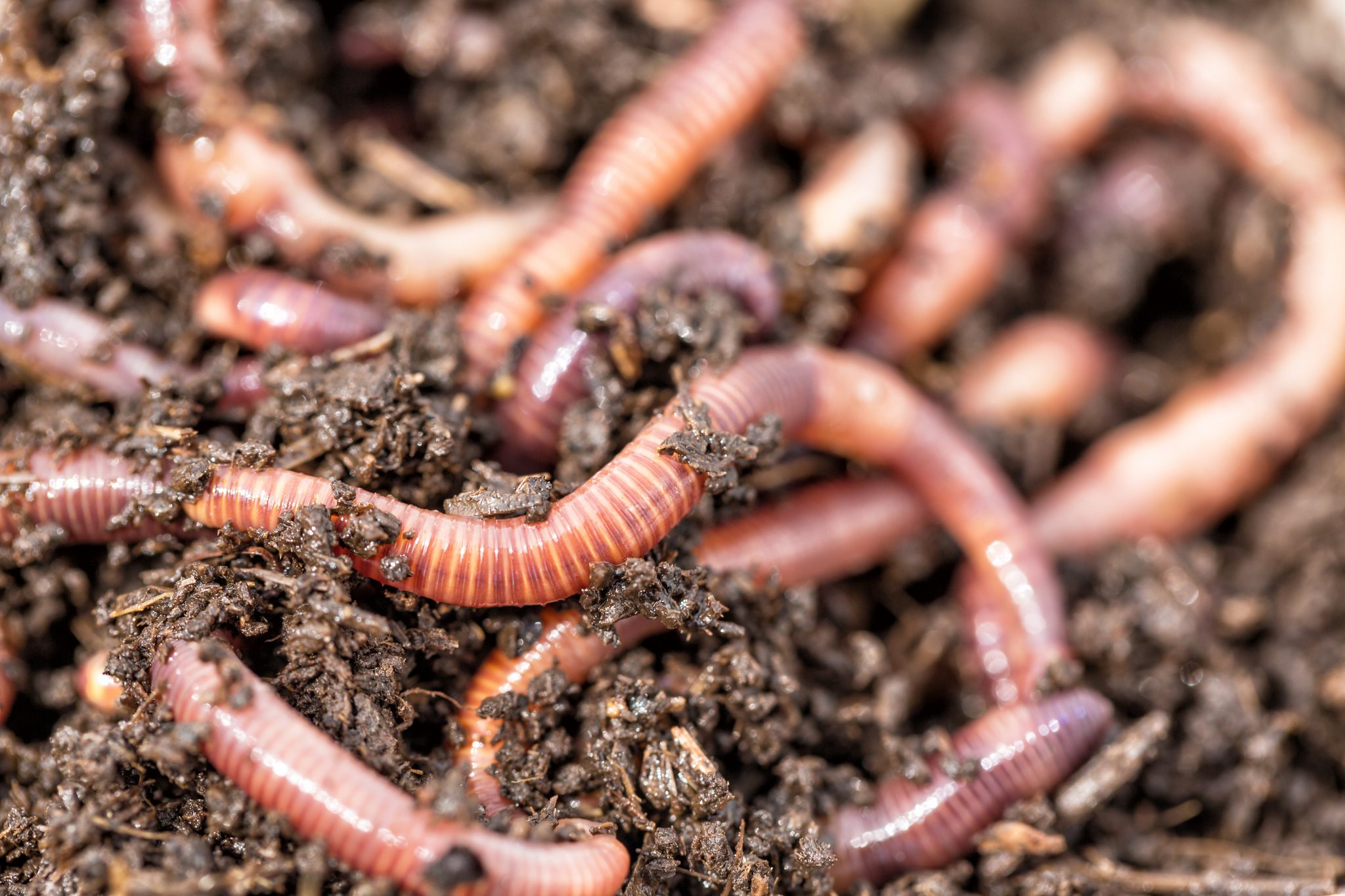 A Look Back On The Year Of Soil Biology And Integrated Weed Management 