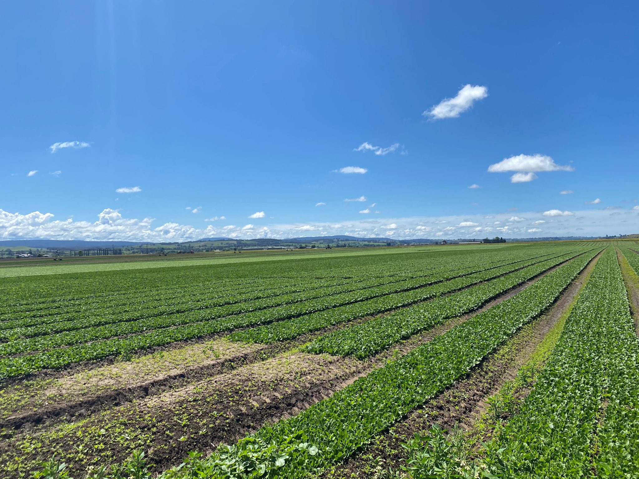 gippsland-grower-groups-looking-forward-to-a-collaborative-future-ausveg