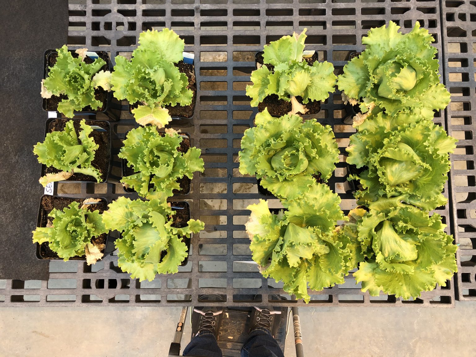 Managing salt uptake in lettuce with biology AUSVEG