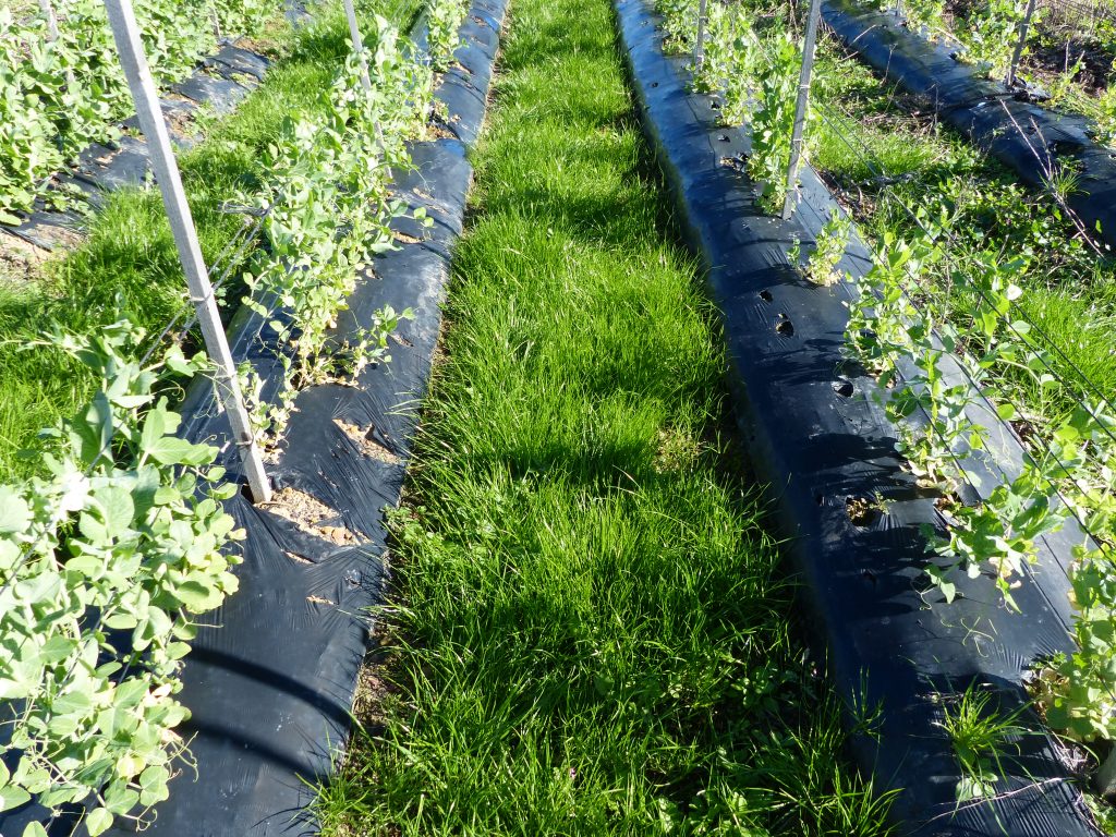 Case study: Inter-row ryegrass cover crop – a winner in snow pea production