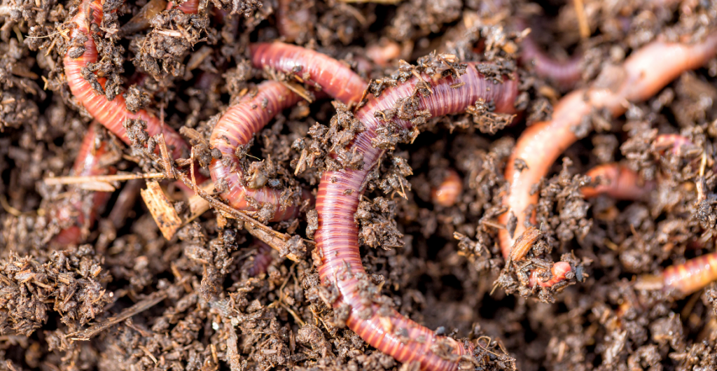 Fact sheets: Earthworms and your farm