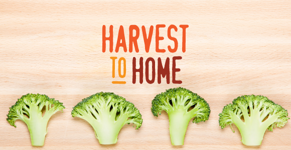 A short video guide on Harvest to Home data for broccoli