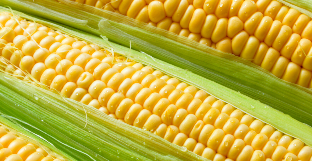 Adoption of soil moisture monitoring in sweet corn