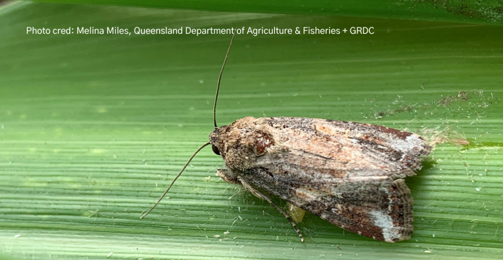 Fall armyworm update from the west