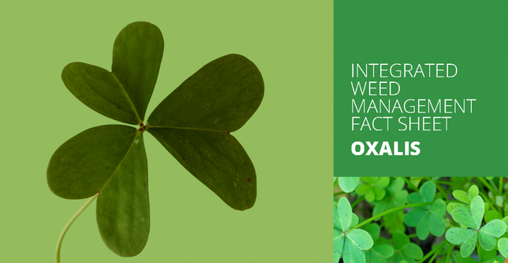 Fact sheet: Integrated weed management – Oxalis