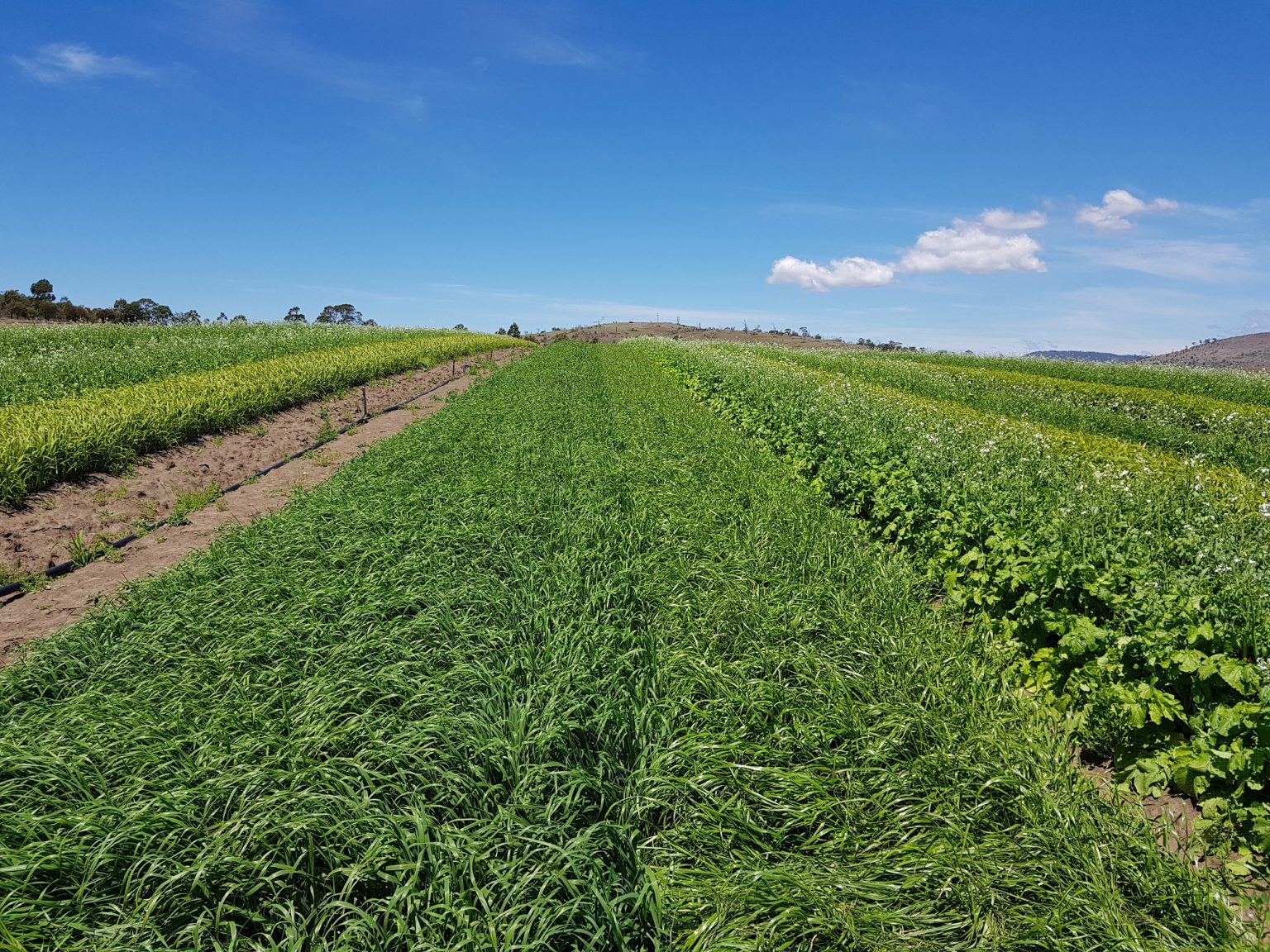 New cover cropping resource for vegetable growers AUSVEG