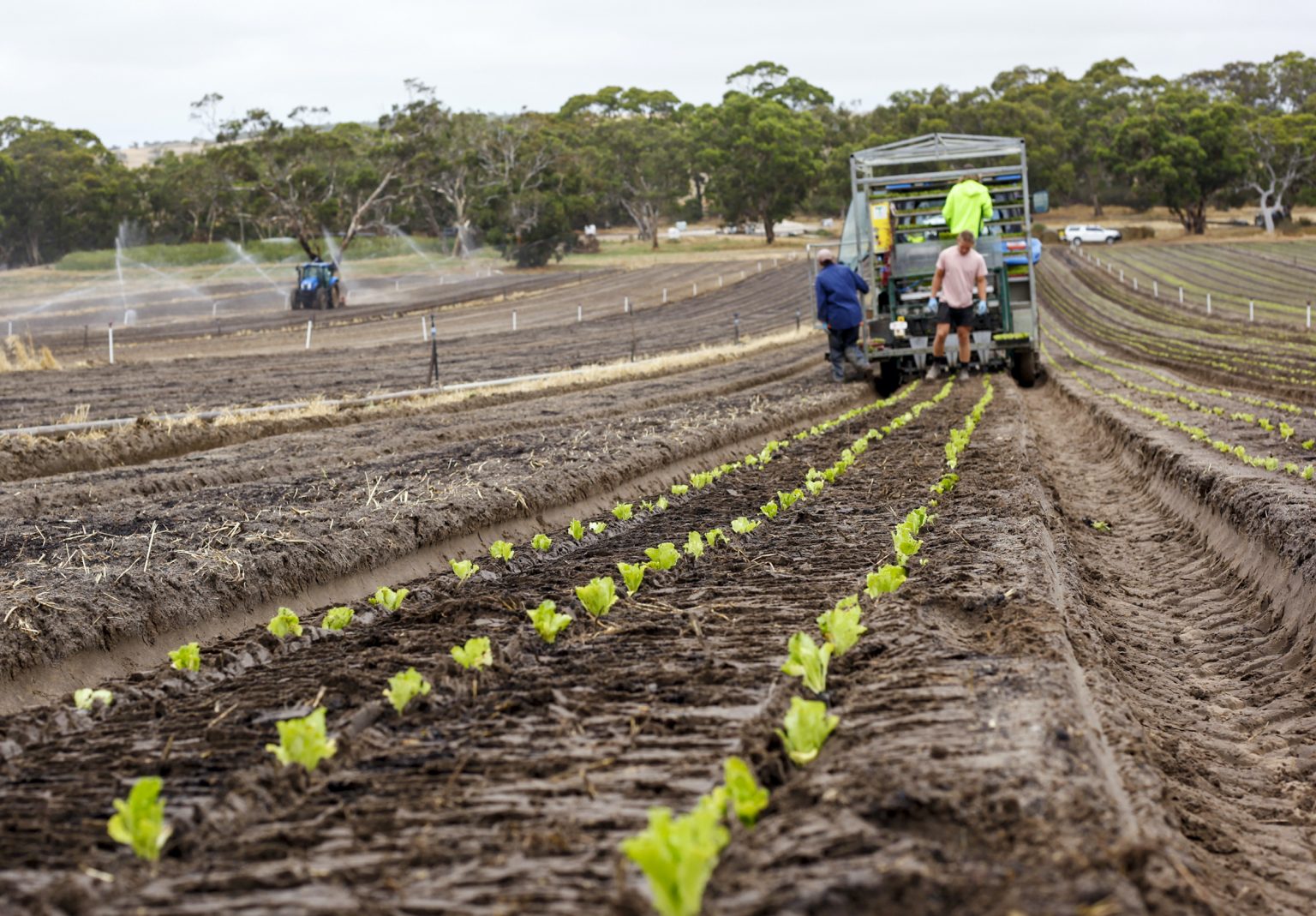 Focus on easy nitrogen management in vegetables AUSVEG