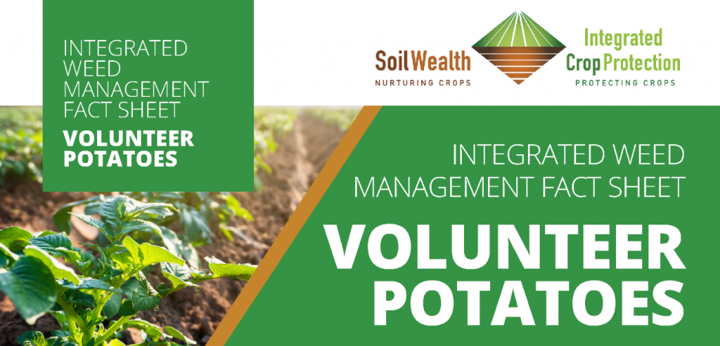 Integrated weed management – volunteer potatoes