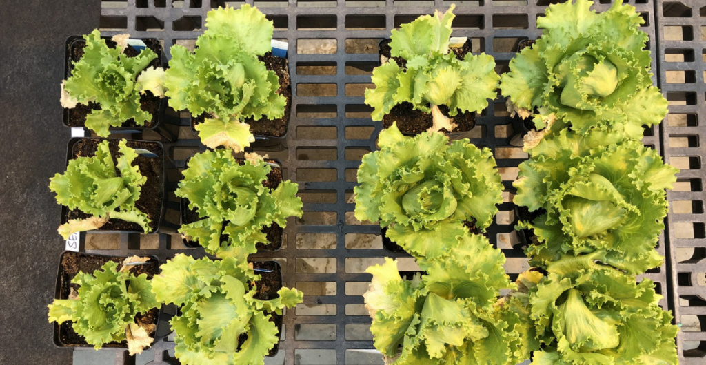 Managing salt uptake in lettuce with biology