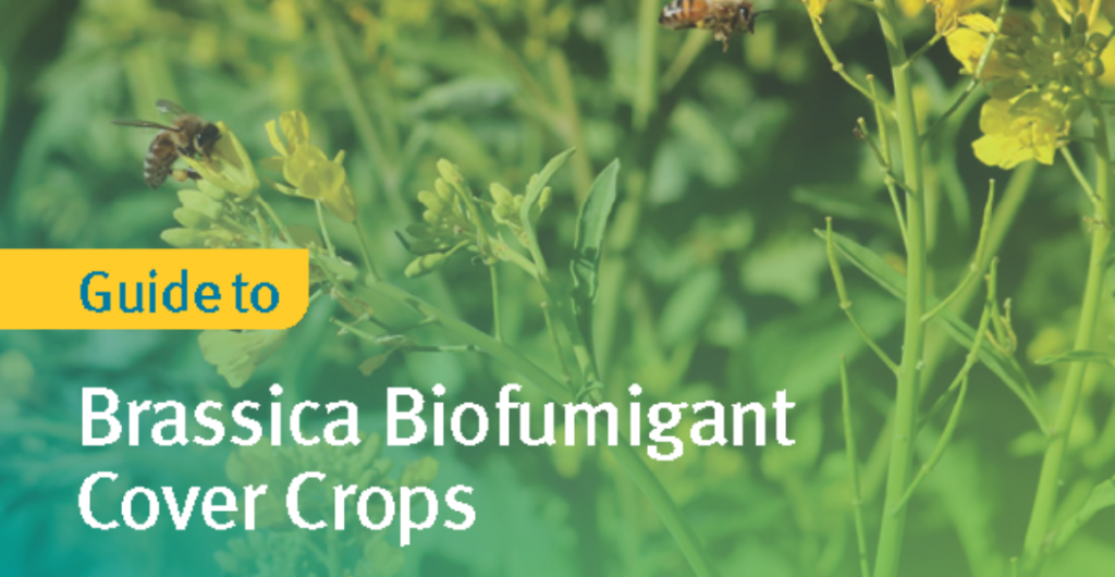 A guide to brassica biofumigant cover crops