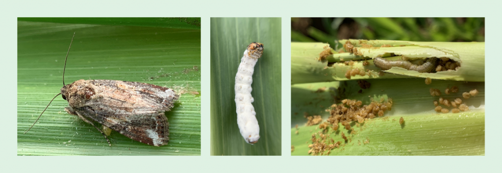 Fall armyworm symposium keeps industry informed
