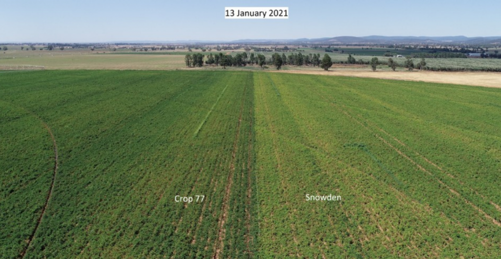 Irrigation impacts potato varieties at Cowra, New South Wales