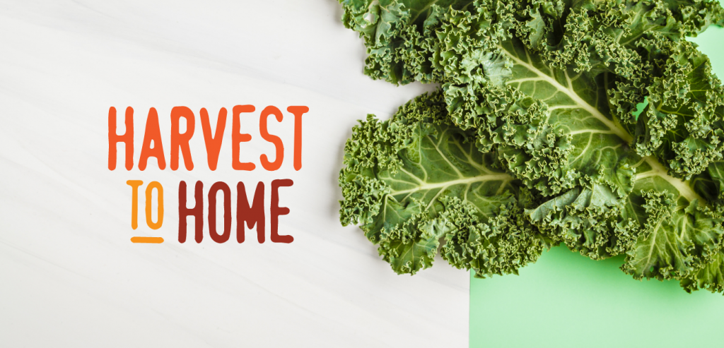 Latest Harvest to Home comprehensive review: Kale