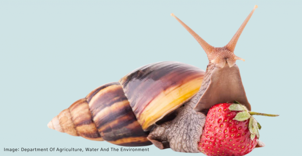 Stopping giant snail risks at the border