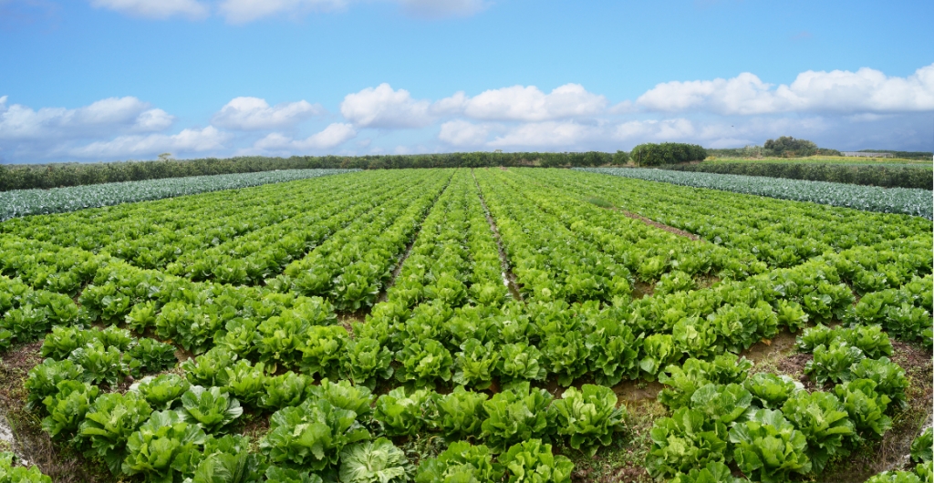 Upcoming webinar: Advancements in ICP for profitable veg production
