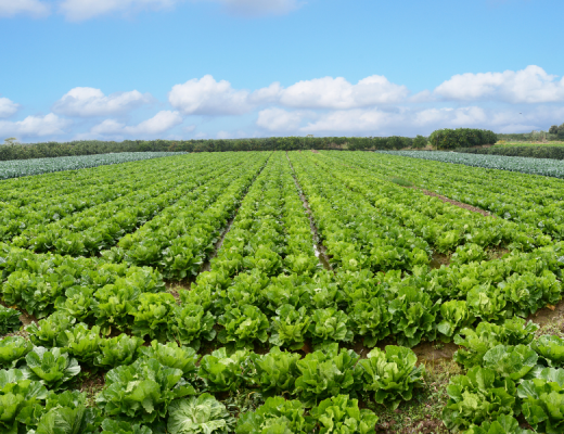 AUSVEG Federal Election Priorities: Boosting consumption, improving efficiency & increasing resilience