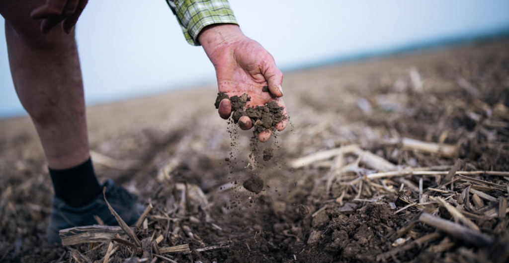 Reducing tillage in vegetable crops: Is it worthwhile?