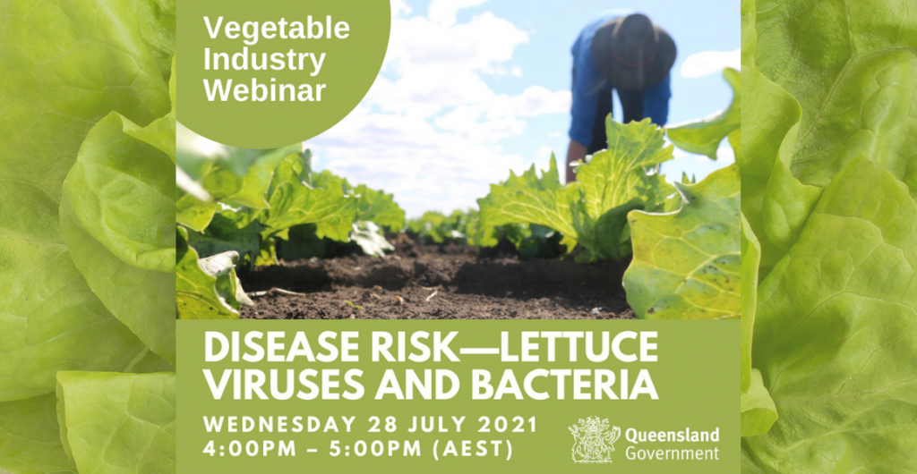 Upcoming webinar: Disease Risk – lettuce viruses & bacteria