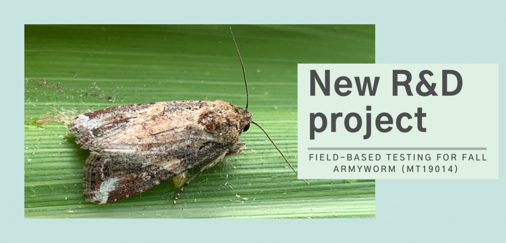 New project conducting field-based testing for fall armyworm