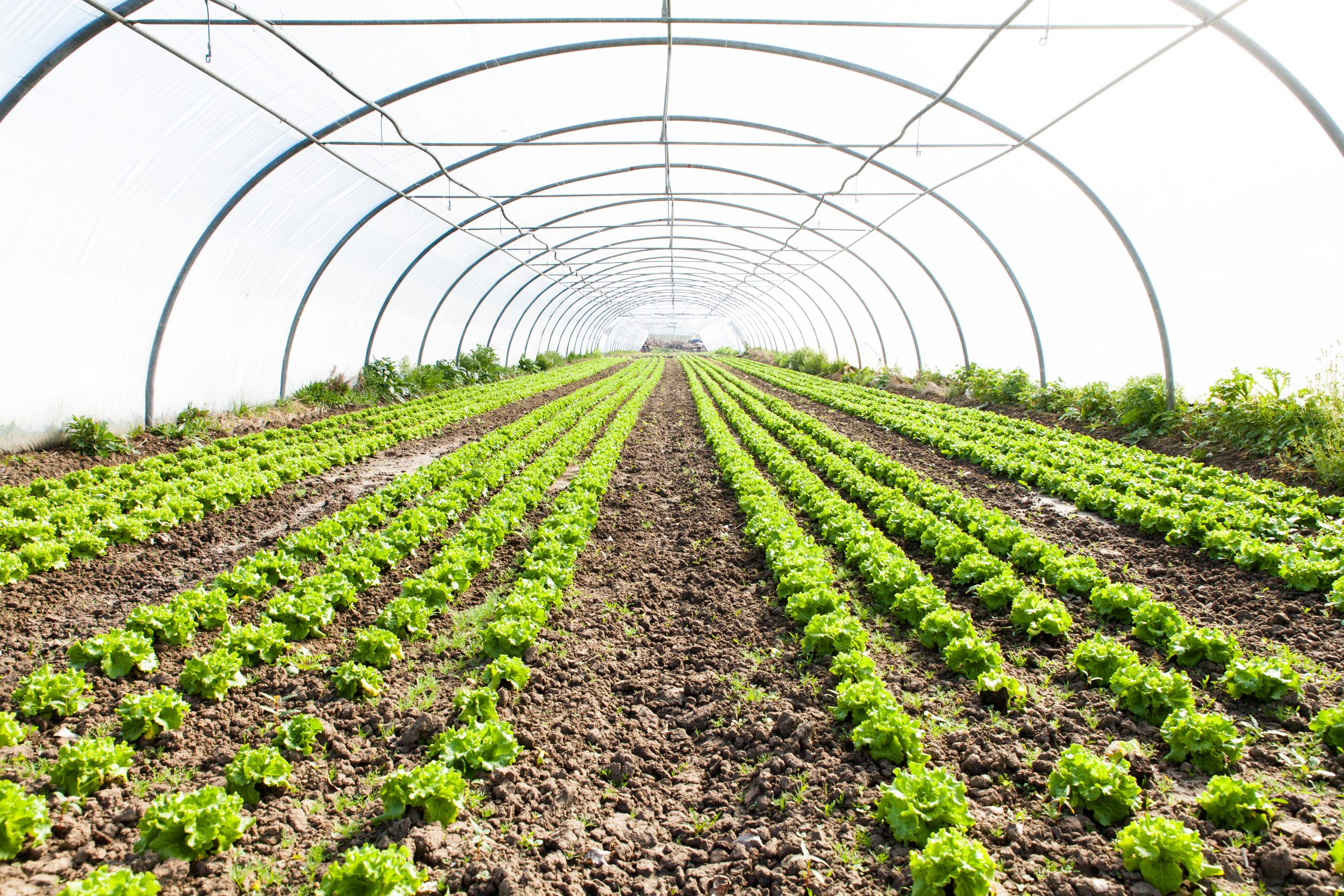 Organic agriculture. Органик ферма. Органическая ферма которую зечет земли. Jussila Organic Farm. Органическое производство в теплицах фото.