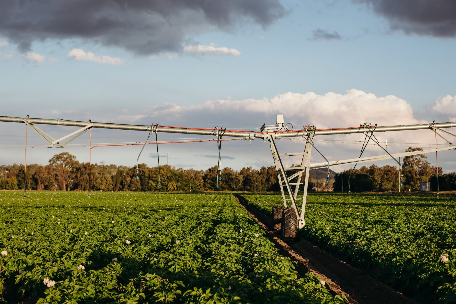 Continuing over six decades of family farming tradition - AUSVEG