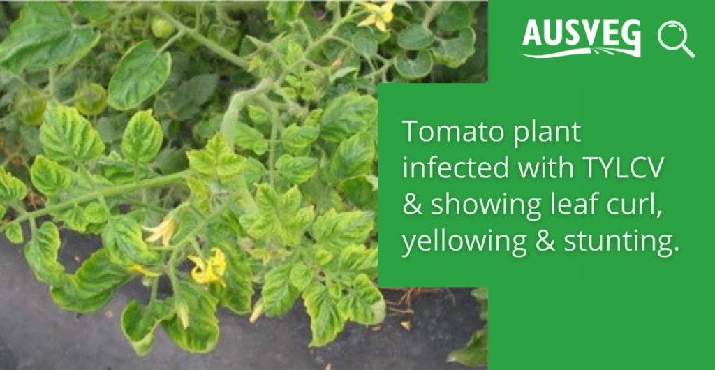 Industry notice: Tomato yellow leaf curl virus