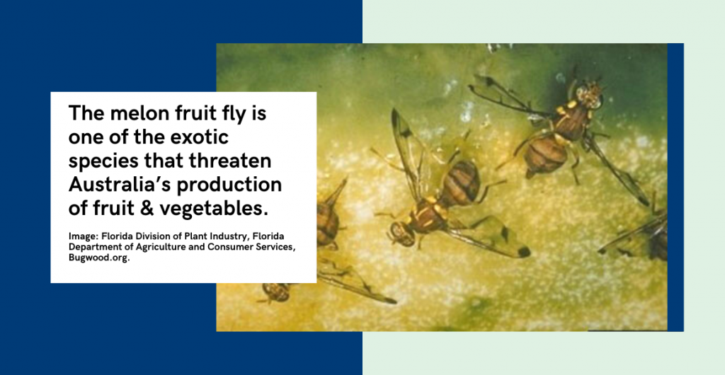 Torres Strait exotic fruit fly eradication: Current situation