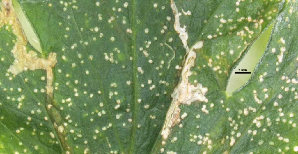 Serpentine leafminer detected in the Lockyer Valley, QLD