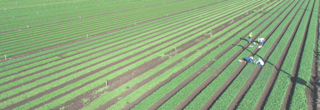 Using drones to generate farm insights – drone basics and operations including weed mapping