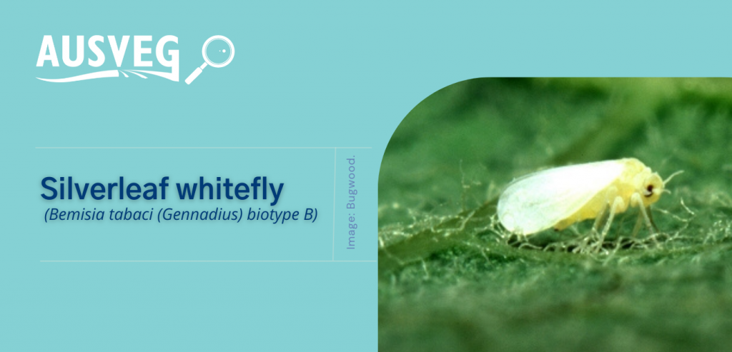 Change in Victoria’s silverleaf whitefly (SLW) area freedom status