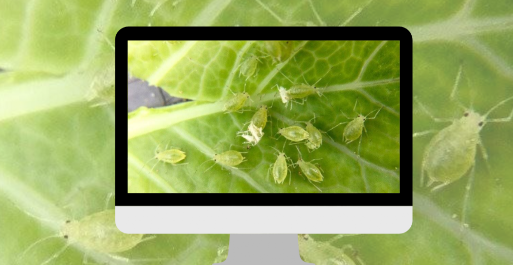 Webinar recording: Green peach aphid resistance management