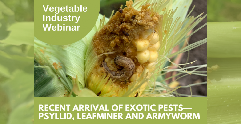 Webinar: Recent arrival of exotic pests – psyllid, leafminer & fall armyworm