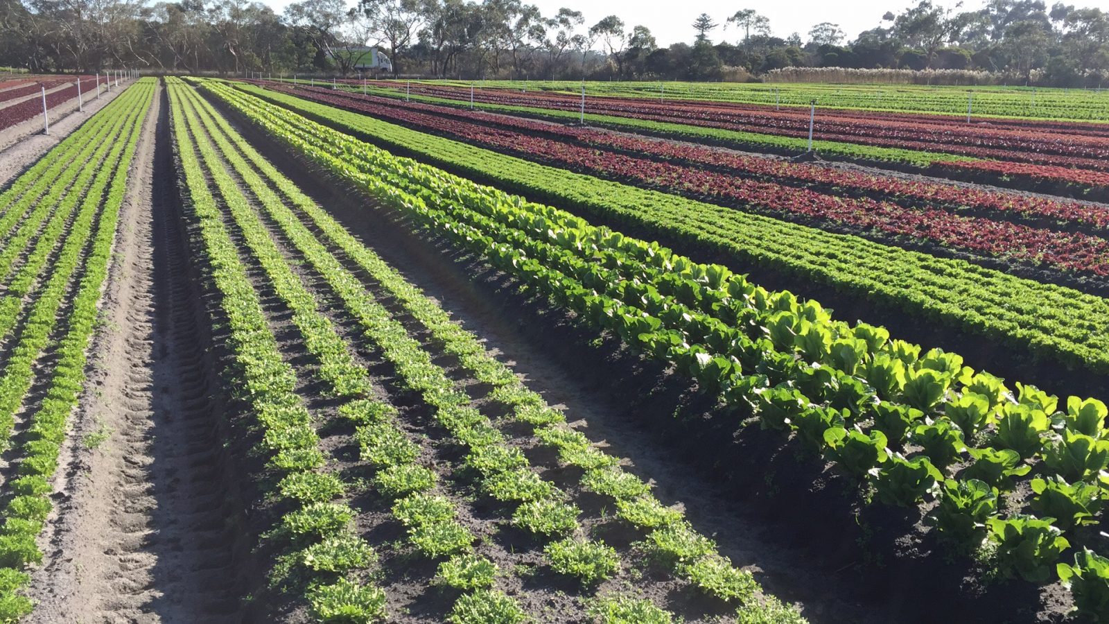 Helping hort industry members reach their full potential | AUSVEG