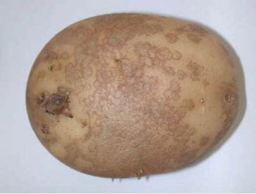PotatoLink fact sheet: Black dot disease