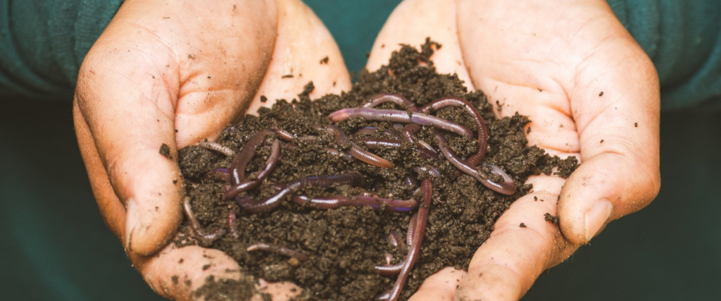 Get the facts on soil microbiology