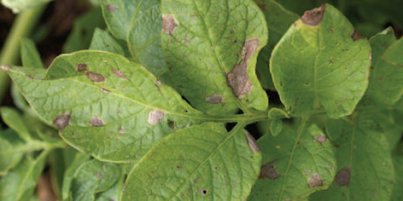 Webinar: Early blight and brown spot of potatoes