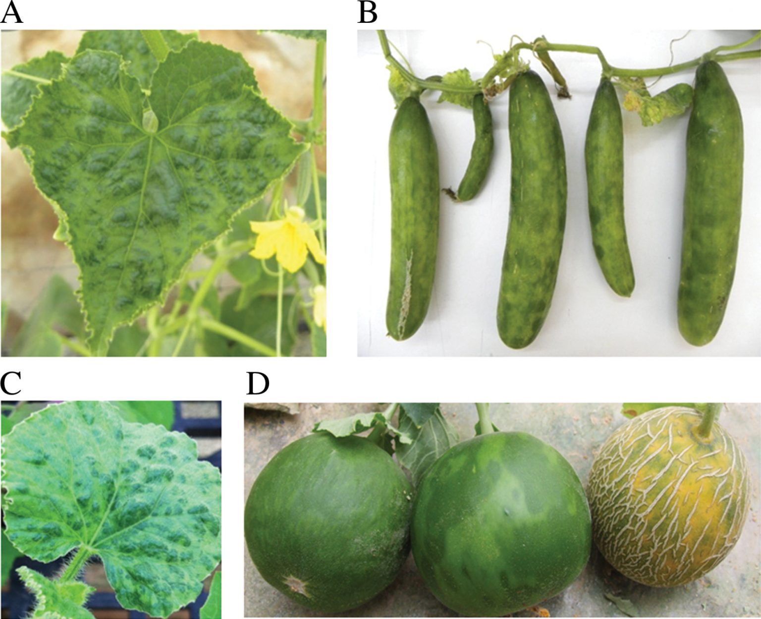 Understanding and managing cucumber green mottle mosaic virus AUSVEG