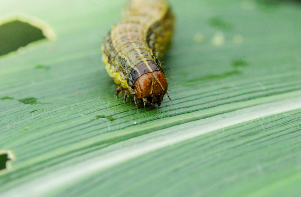 New engagement hub on fall armyworm R,D&E for hort